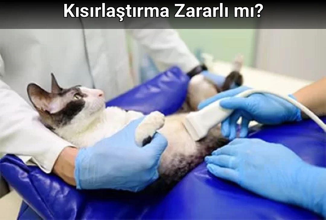 Kısırlaştırma Zararlı mı?