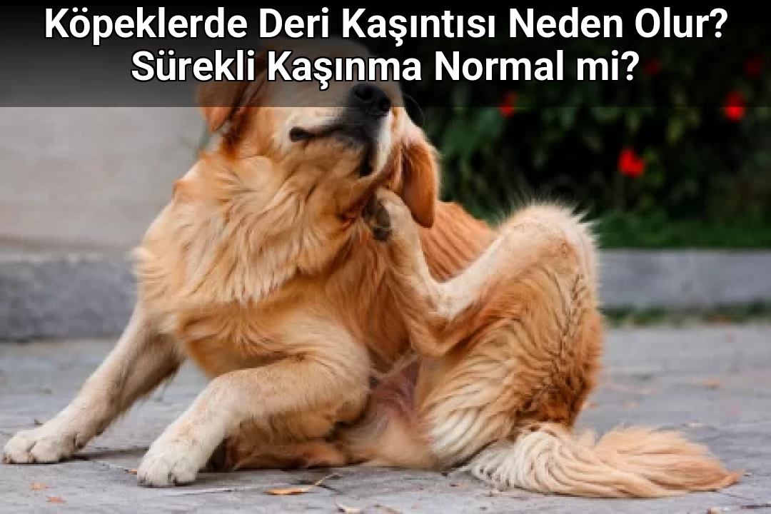 Köpeklerde Deri Kaşıntısı Neden Olur? Sürekli Kaşınma Normal mi?