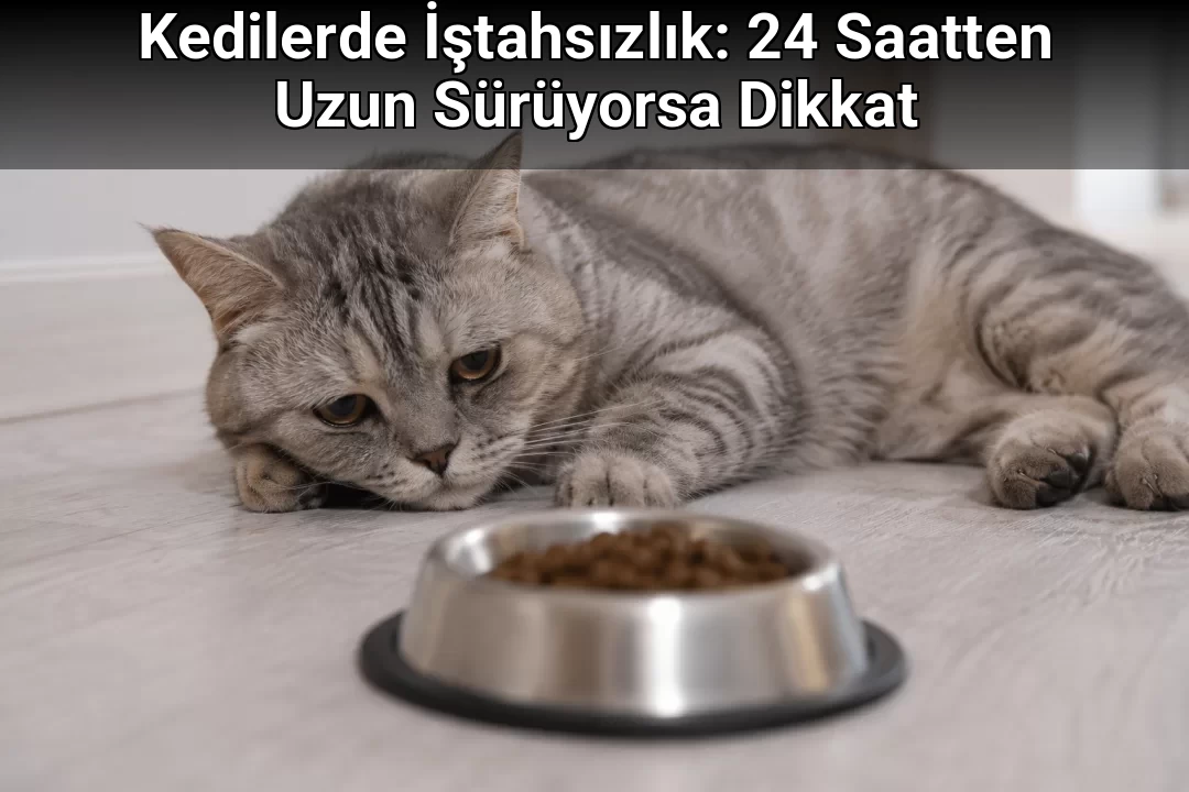 Kedilerde İştahsızlık: 24 Saatten Uzun Sürüyorsa Dikkat